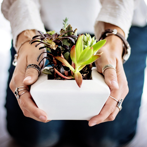 Raíces Compartidas: Intercambio de plantas y esquejes
